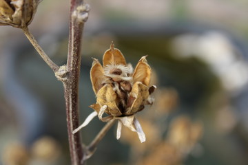 Samen vom Hibiskus © Ute Bittlinger
