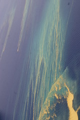 Conifer Pollen Floating Mats