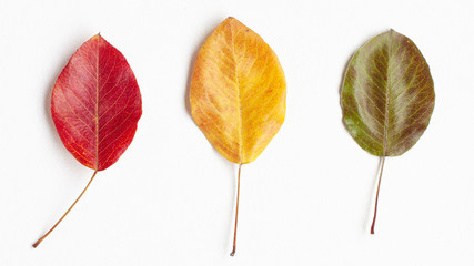 Top view flat lay of yellow, green and red autumn leaves on white background. Leaf fall concept
