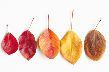 Flat lay top view of yellow, orange, brown, gold and red colors autumn leaves on white background.