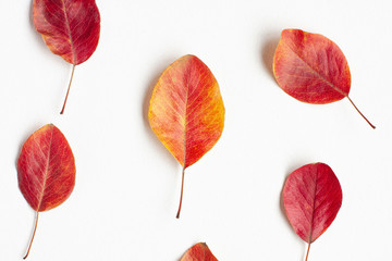 Flat lay of yellow, red and orange autumn leaves on  white background. Bright leaf fall concept