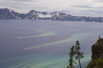 Tree Pollen Wifi Signal