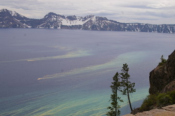 Tree Pollen Wifi Signal