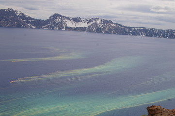 Tree Pollen Wifi Signal