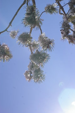 Pine Branches 