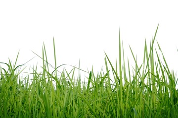 Fototapeta premium Wild grass leaves on white isolated background for green foliage backdrop 