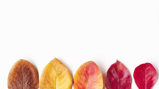 Stop motion animation flat lay top view of yellow, orange, brown, gold and red colors autumn leaves that bounce up at the bottom of the image on white background with space for text