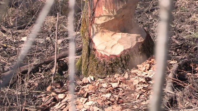 Beaver bite marks on a tree trunk