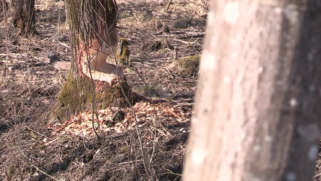 Beaver bite marks on a tree trunk