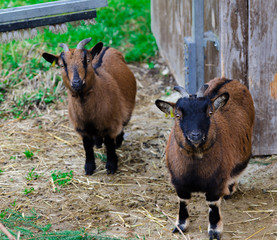  Two brown domestic swiss goats