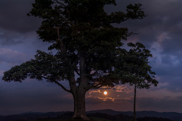 Moon rise abandoned tree on a hill at dark sunset with the rising moon in full moon over the horizon between nature and landscape overlooking dark moody clouds capture in high resolution.