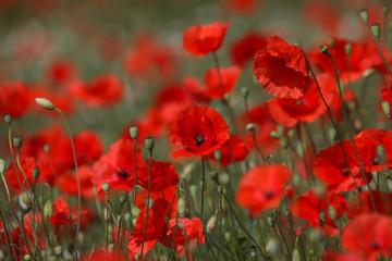 Klatschmohn (Papaver rhoeas)