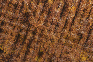 Aerial top view of cottonwood forest in autumn