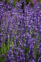 Lavendelbluete