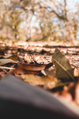 Herbstweg im Wald mit Blättern und Laub bei Sonne im Herbst