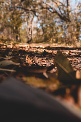 Herbstweg im Wald mit Blättern und Laub bei Sonne im Herbst