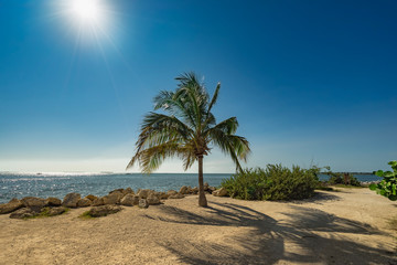 Key West palm tree on beach with sea and blue sky