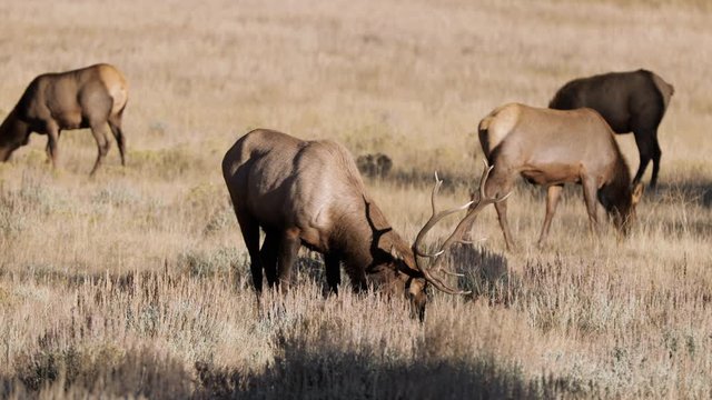 Eating Grasses in Rocky Mountain National Park in Colorado - 4K