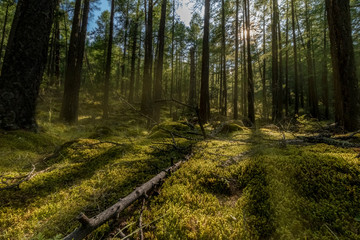Fototapeta premium Mongolian wood in the middle of the steppe at the Orkhom Valley