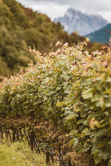 Geisler mountains in Southtirol