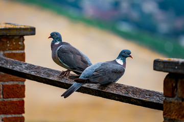 Pair of wild pigeons sitting on the fence
