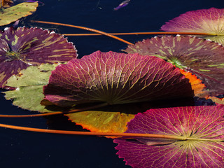 Nymphaea Tanzanite Lily Pad
