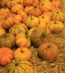 pile of pumpkins