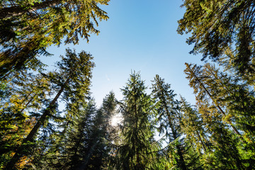 Black Forest fir trees and blue sky