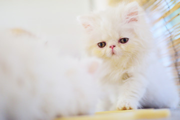 cute christmas white persian baby cat kitten