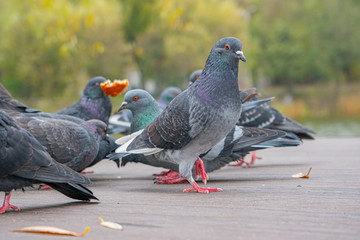 city pigeons walk in the Park