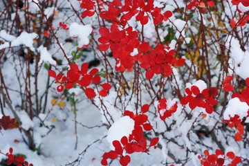 Beautiful tree with red leaves in snow