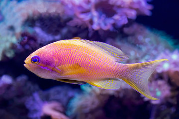 Close up Profile Blue eyed Anthias Tropical Fish in Tank