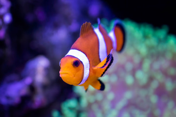 Obraz na płótnie Canvas Close Up Clown Fish Tropical Orange and White in Fish Tank