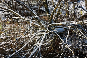 Beautiful winter landscape trees snow and river