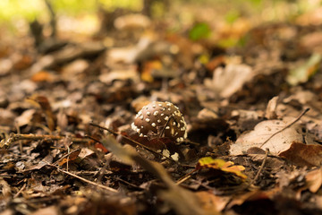 Woodland mushroom