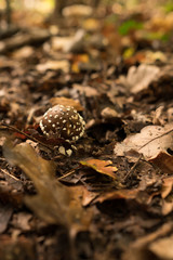 Woodland mushroom