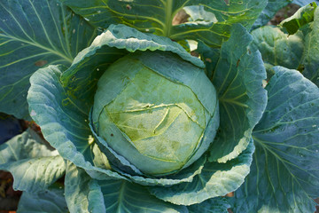Fototapeta premium White cabbage in the garden, after rain