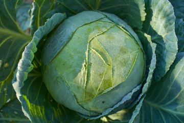 White cabbage in the garden, after rain