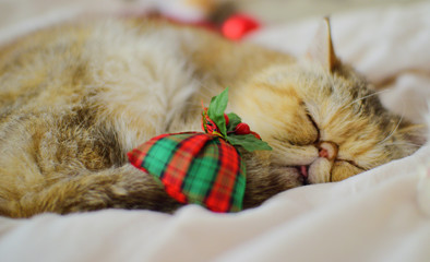 cute christmas white persian baby cat kitten