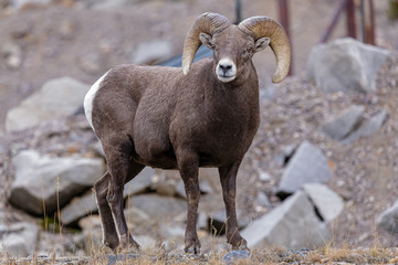 Mammals of Colorado. Colorado Rocky Mountain Bighorn Sheep