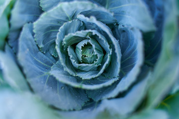 White cabbage in the garden, after rain