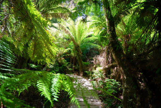 Australia tropical rain forest