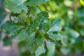 Parsley in the garden, closeup shot