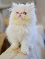 Naklejka na ściany i meble cute christmas white persian baby cat kitten