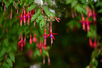 Fuchsia magellanica (Chilco)