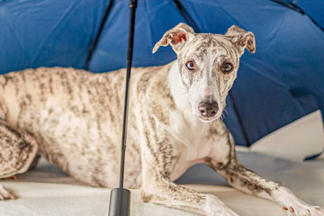 junge Whippet Hündin liegt unter einem blauem Schirm