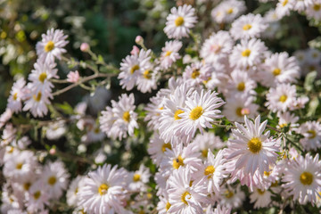 Obraz na płótnie Canvas White Chrysanthemums in the garden
