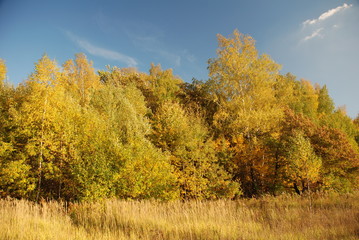 Fototapeta premium beautiful autumn day
