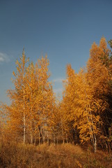 in the autumn forest