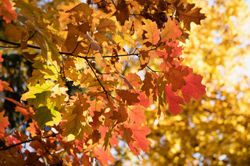 maple leaves on a tree